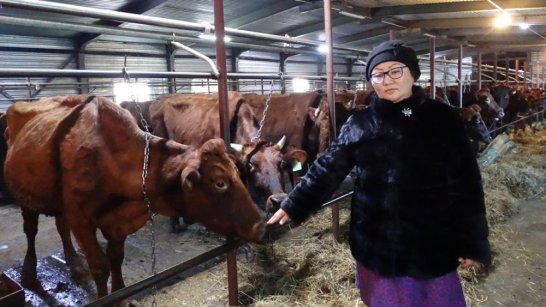 Скотоводство и табунное коневодство - самые популярные направления грантов для семейных ферм Якутии