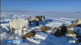 Абый улууһугар сылгыга уустук кыстык