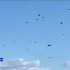 Сотни бакланов заметили на островах реки Лены в Кобяйском районе Якутии