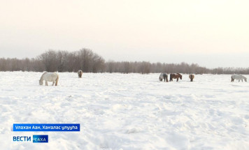 “Бөртөҕө” сылгы кыстыга