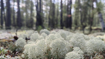 Прогноз погоды в Якутии на 4 августа