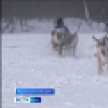 В Нерюнгринском районе прошли гонки на оленьих упряжках в рамках Дня оленевода