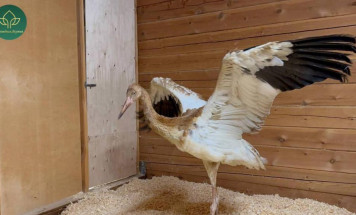 Найденного в Усть-Янском районе стершонка доставили в Якутск