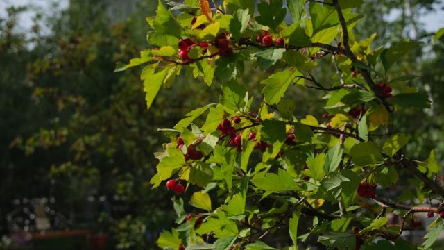 Прогноз погоды в Якутске на 30 августа