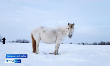 Традиции и хозяйство. Как развивается табунное коневодство в Якутии?