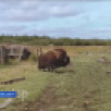 В село Алеко-Кюель Среднеколымского района забрёл одинокий овцебык.