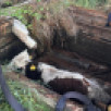 В Вилюйском районе пожарные достали из ямы годовалого бычка