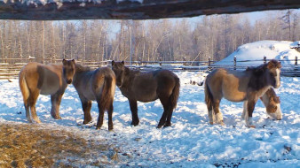 Саха учуонайдара сылгы ыарыыларыттан утары быһыы айдылар