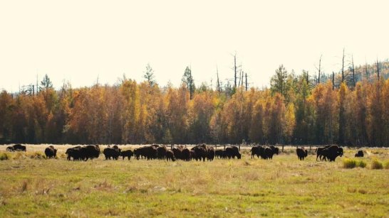 В Горном районе Якутии открыли новый пункт мониторинга и охраны лесных бизонов