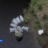 Более 550 тысяч мальков пеляди экологи выпустили в Вилюйское водохранилище