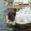 В Якутии около 500 тысяч личинок пеляди выпустили в Вилюйское водохранилище
