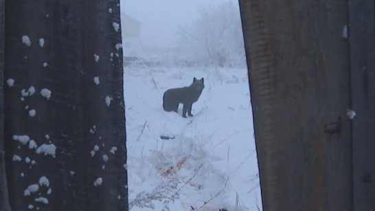 Более 3300 безнадзорных животных отловлено в Якутии с начала года