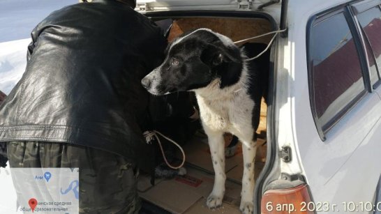 В Якутске за прошедшую неделю отловлено 72 безнадзорных собаки