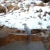 На территории резервата "Кэнкэмэ" в объектив фотоловушки попала краснокнижная цапля