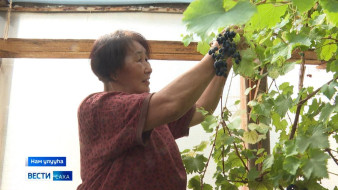 Оҕуруот аһын үүнүүтүн үгэнэ