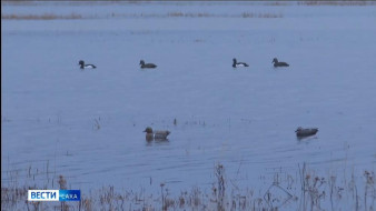В Якутии продолжается выдача разрешений на охоту на пернатую дичь на сезон 2025–2026 годов