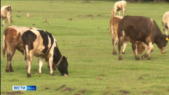 Более 40 тысяч тонн молока заготовлено в Якутии
