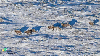 В Якутии стартовал новый проект по мониторингу снежного барана