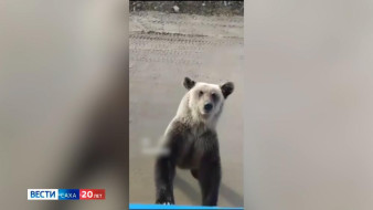 Жители Якутии стали чаще замечать медведей вблизи населённых пунктов