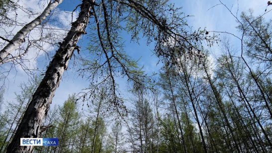 Прогноз погоды в Якутии на 11 июня