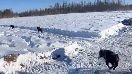 В Олекминском районе открылся новый пункт "Намана" для содержания лесных бизонов