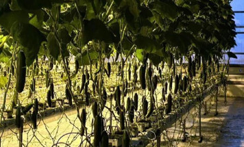 Круглогодичный тепличный комплекс ввели в Немюгюнском наслеге Якутии