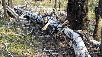 Что такое валежник и правила его сбора