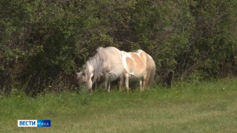 В Якутске работает пункт передержки безнадзорных лошадей