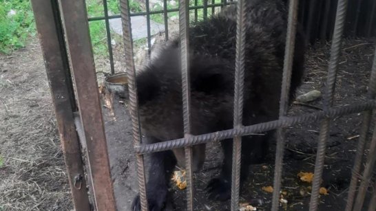 Найденный в Томпонском районе медвежонок проходит реабилитацию под присмотром специалистов