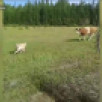 Житель Якутии стал свидетелем необычной погони
