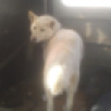 В Якутске за последнюю неделю отловлено и помещено в приют 34 безнадзорных собаки