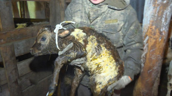 Мраморное мясо и уникальное по своему составу молоко: Якутская корова пополняет список брендов самого холодного региона страны