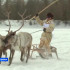 Молодым оленеводам выплатят 2 млн рублей на строительство жилья в Якутии
