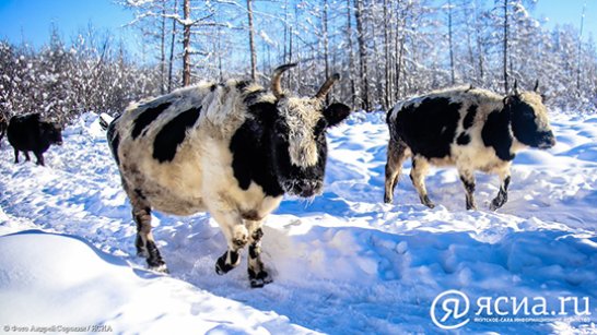 В Якутии растет поголовье крупного рогатого скота и лошадей