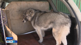 В Якутске специалисты по отлову безнадзорных животных начали работать в усиленном режиме