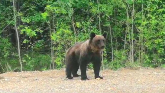 В Горном районе медведь напал на местную жительницу