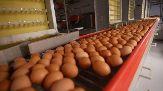 В Якутии планируется произвести более 160 млн яиц в этом году