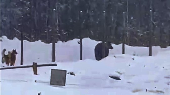 Пострадавшие в результате нападения медведя в Ленском районе госпитализированы