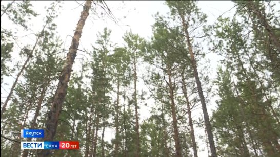 В Якутии "зелёные платежи" направляют на ликвидацию свалок и закупку лесопожарной техники