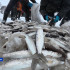 Осенняя путина в Булунском районе: рыбаки выловили 14 тонн "живого серебра"