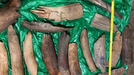 В Якутии раскрыта кража фрагментов бивней мамонта весом 78 кг