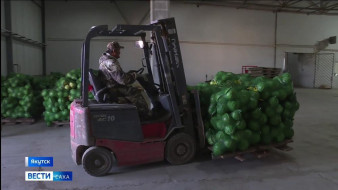 Свежие овощи начали отправлять в северные и заполярные районы Якутии
