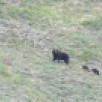 На национальном парке "Ленские столбы" заметили медведицу с тремя медвежатами