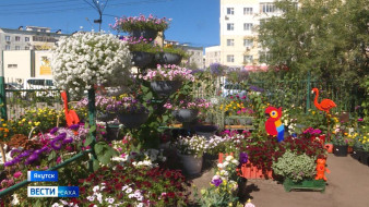 Украсить любимый город. В Якутске проходит "Зелёный кубок столицы"