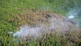 65 виновников природных пожаров установили в Якутии