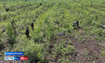 В Алданском районе недропользователи участвуют в программе лесовосстановления 