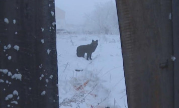 Более 3300 безнадзорных животных отловлено в Якутии с начала года