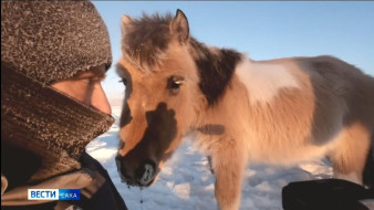 Выпуск "Вести Саха" 23.01.2026 (21:10)