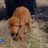 Природный парк "Живые алмазы Якутии" публикует видео о первых днях жизни телёнка бизона