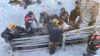 В Якутии приступили к осенней корализации домашних северных оленей